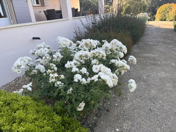 image9.jpeg